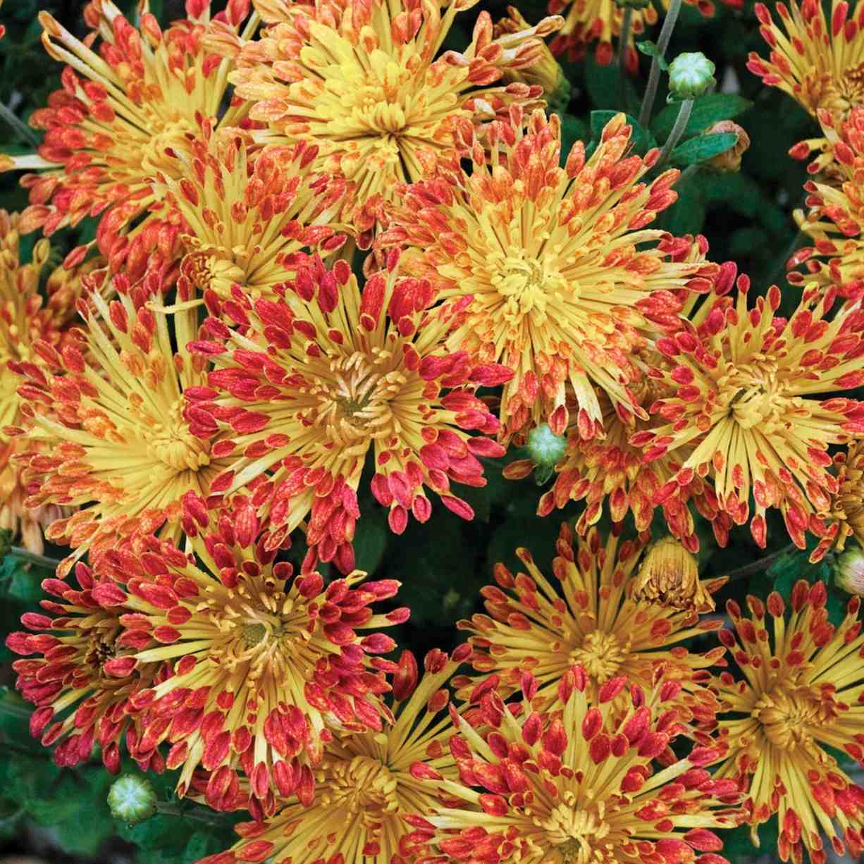 Matchsticks chrysanthemum variety offered as a planting alternative.